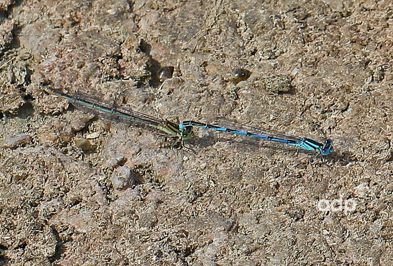 E.viridulum, a close relative, present at the same site, Vilamoura, May 2012 IMG_1278tqs800c Goblet DF.jpg